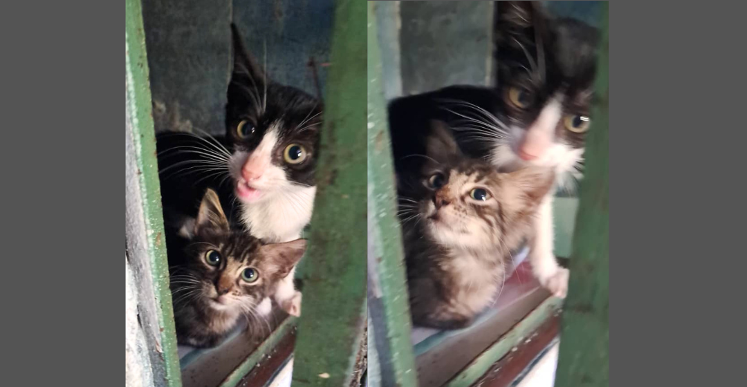 Nina y Santi