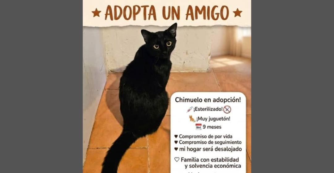 Chimuelo