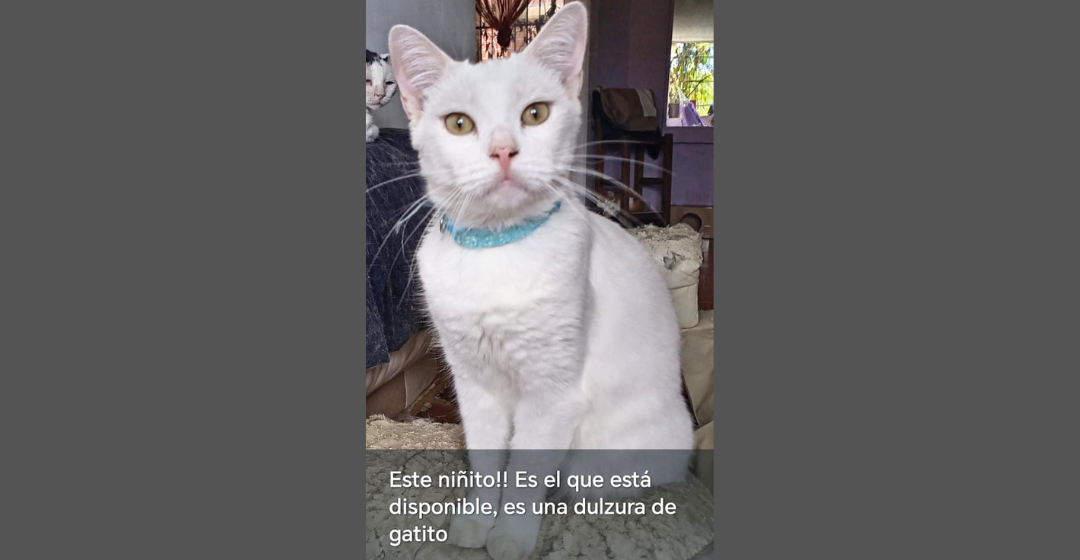 Blanquito