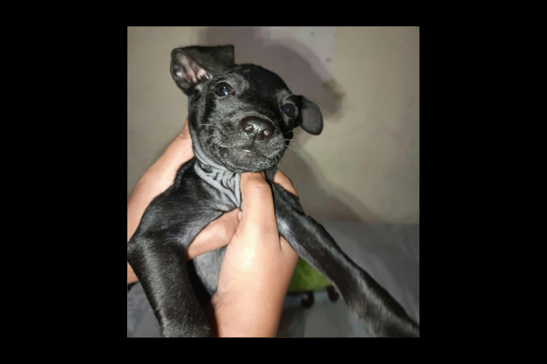 LUA